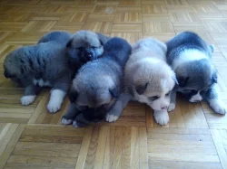 Akita-Inu